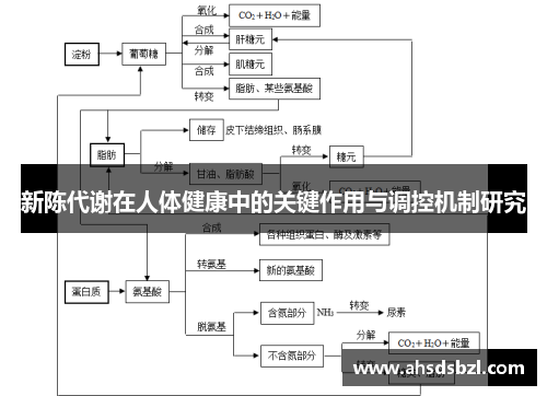 新陈代谢在人体健康中的关键作用与调控机制研究